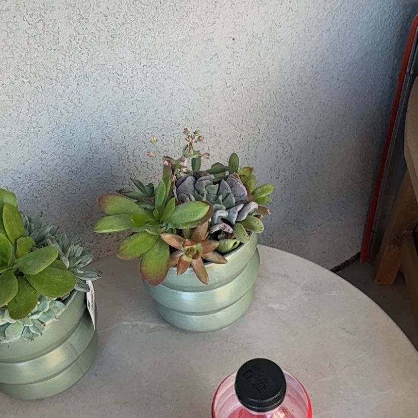 Photo of the plant species Assorted Succulents by @SentinelAgave35 named Rihanna on Greg, the plant care app