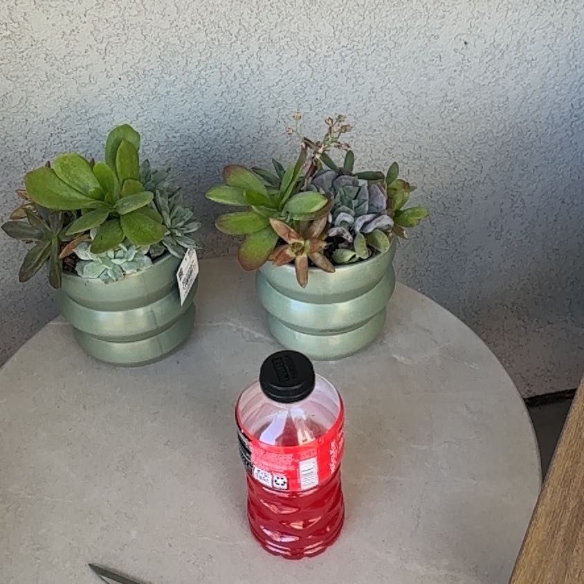 Photo of the plant species Assorted Succulents by @SentinelAgave35 named Fernie Saunders on Greg, the plant care app