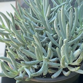 Photo of the plant species Blue Chalk Sticks by @SentinelAgave35 named Miley on Greg, the plant care app