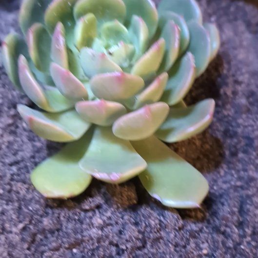 Photo of the plant species Echeveria 'Elfstone' by @GracefulAnise62 named Coco on Greg, the plant care app