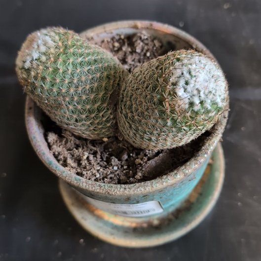 Photo of the plant species Thumb Cactus by @CourteousKaramu named Michelle Branch on Greg, the plant care app