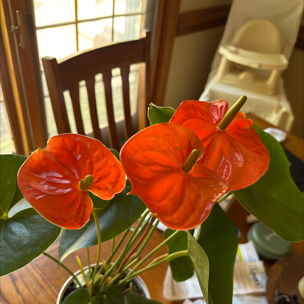 Photo of the plant species Anthurium by @EventfulCanna90 named Nithin on Greg, the plant care app