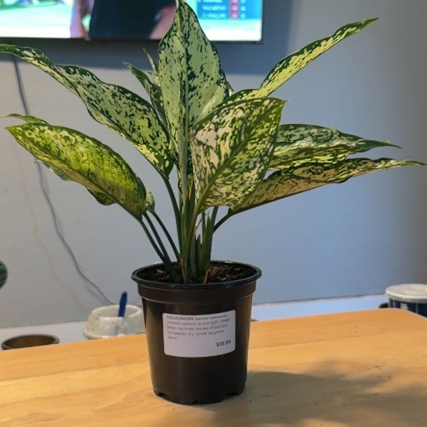 Photo of the plant species Wintery Winehouse Chinese Evergreen by @AntPlantwards named Keanu Leaves on Greg, the plant care app