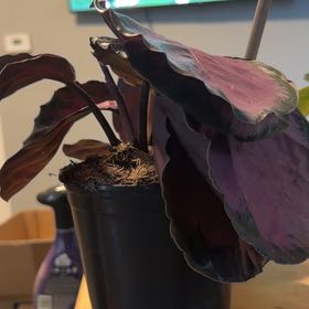 Photo of the plant species Calathea 'Pink Star' by @AntPlantwards named Prince on Greg, the plant care app