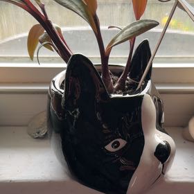 Photo of the plant species Leopard Lily by @AntPlantwards named Emerson on Greg, the plant care app