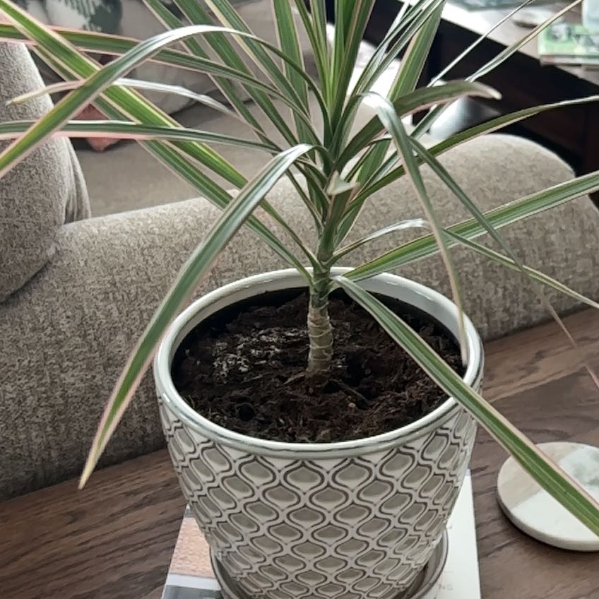 Photo of the plant species Madagascar Dragon Tree by @FerventBluebean named Gates on Greg, the plant care app