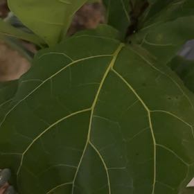 Photo of the plant species Pandurata by @ExactBogarum35 named Remington on Greg, the plant care app