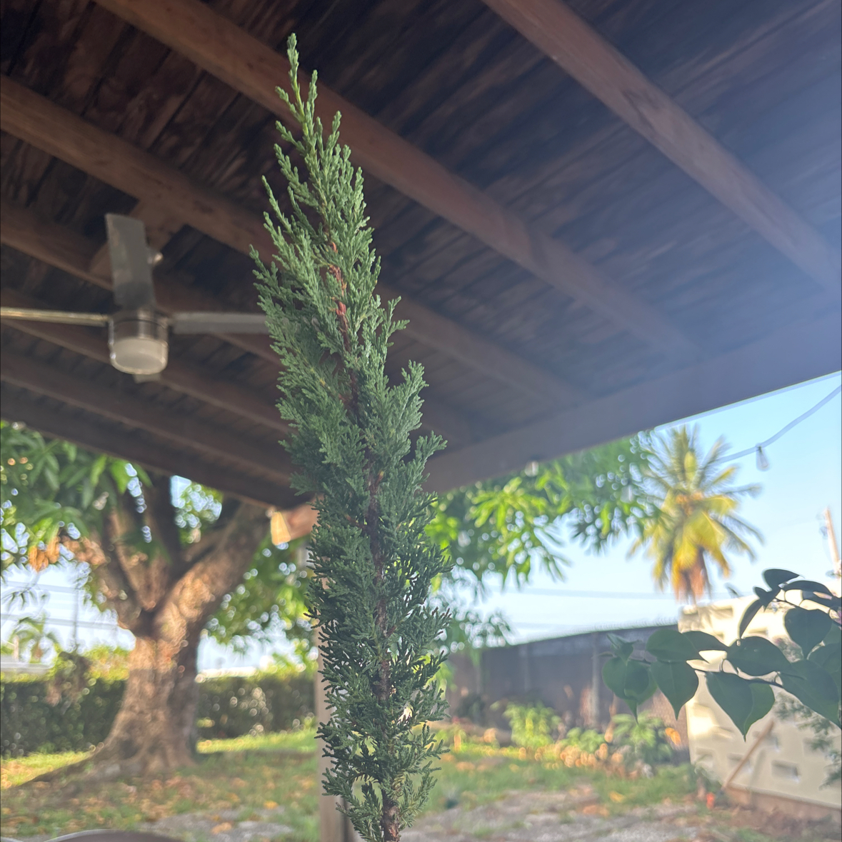 Photo of the plant species Italian Cypress 'Garda' by @ExactBogarum35 named Nemo on Greg, the plant care app
