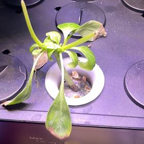 Photo of the plant species Basil by @PureBacopa73 named Basil Billy on Greg, the plant care app