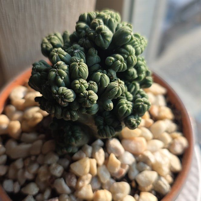Photo of the plant species Ming Thing Cactus by @scheidz named Hemingway on Greg, the plant care app