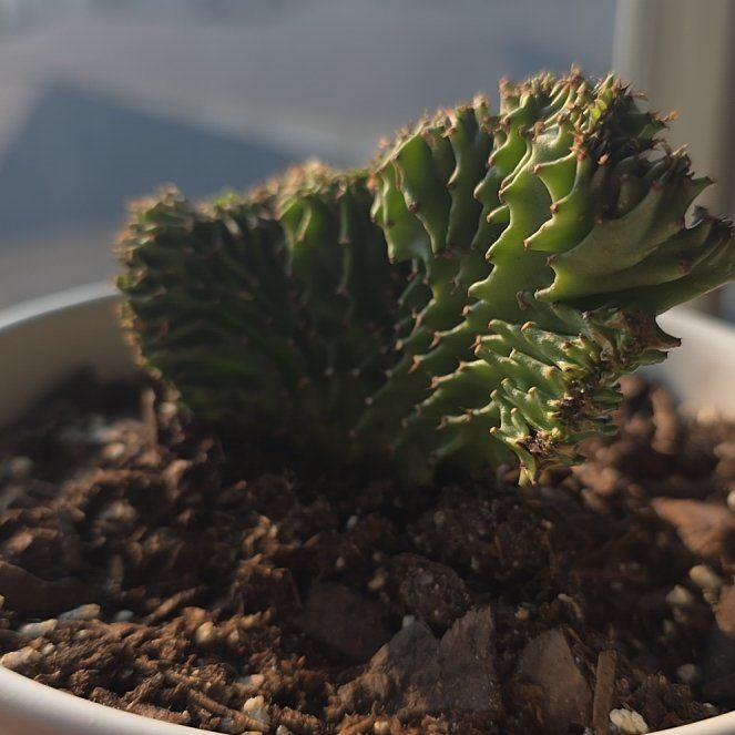 Photo of the plant species Euphorbia 'Dragon's Egg' by @scheidz named da Vinci on Greg, the plant care app