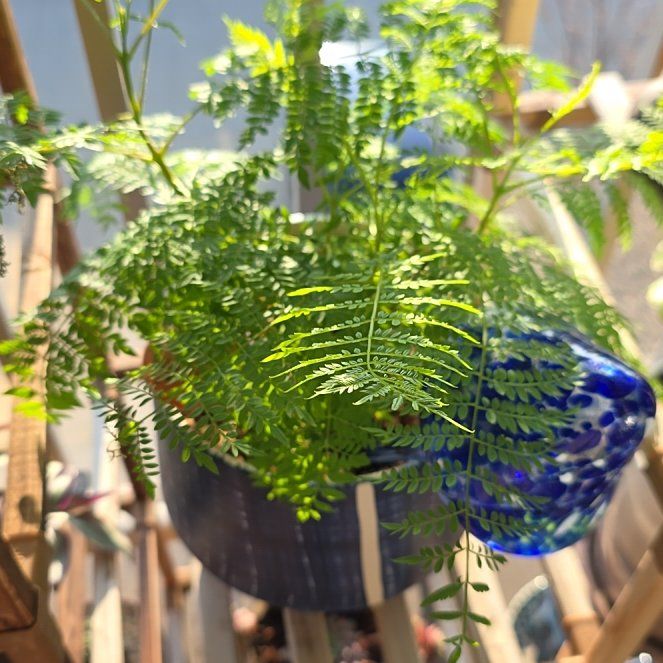 Photo of the plant species Blue Jacaranda by @scheidz named Sparrow on Greg, the plant care app
