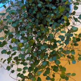 Photo of the plant species Creeping Wire Vine by @NeatUngnadia12 named Walt on Greg, the plant care app
