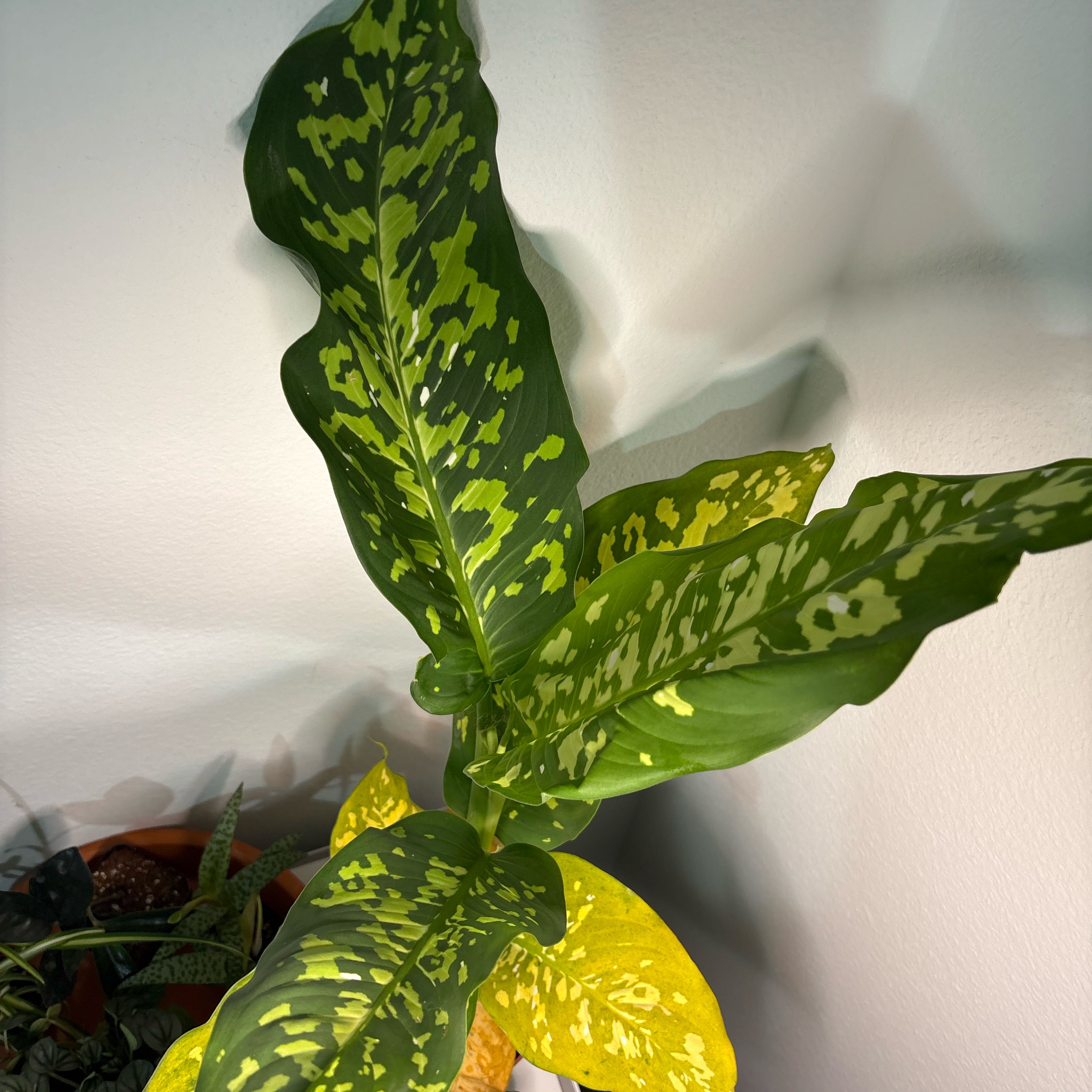 Photo of the plant species Dieffenbachia 'Cheetah' by @DaringAlbo45 named Sonora on Greg, the plant care app