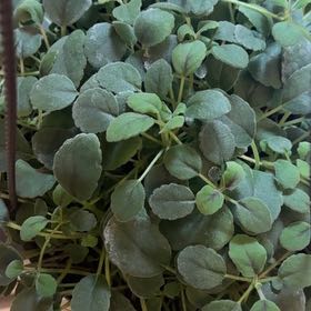 Photo of the plant species Northern Twinflower by @WillBearsear46 named Eva on Greg, the plant care app