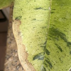 Photo of the plant species Tuckeroo by @ZingyCatnip53 named ChloroPhil on Greg, the plant care app