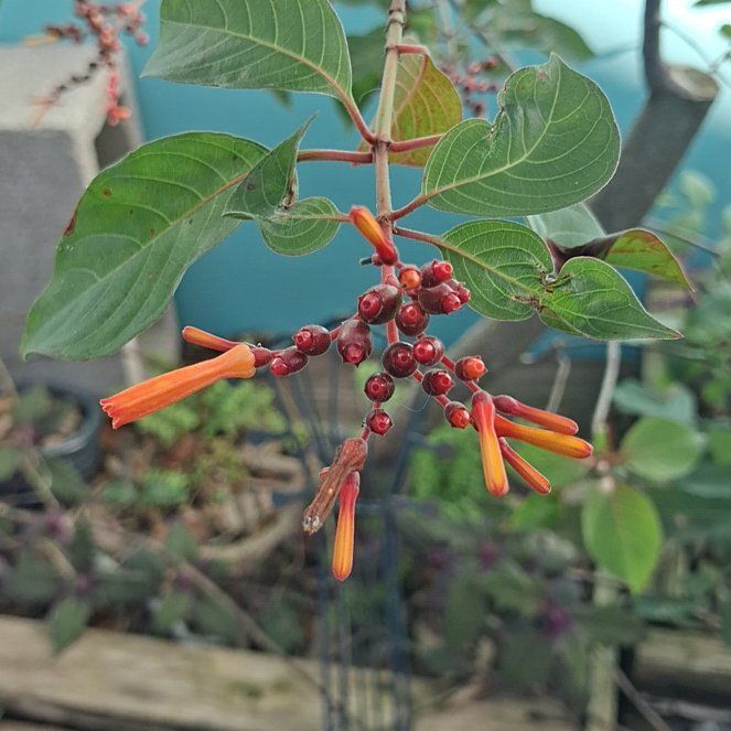 Photo of the plant species Scarlet Bush by @RadDropwort25 named Navajo on Greg, the plant care app