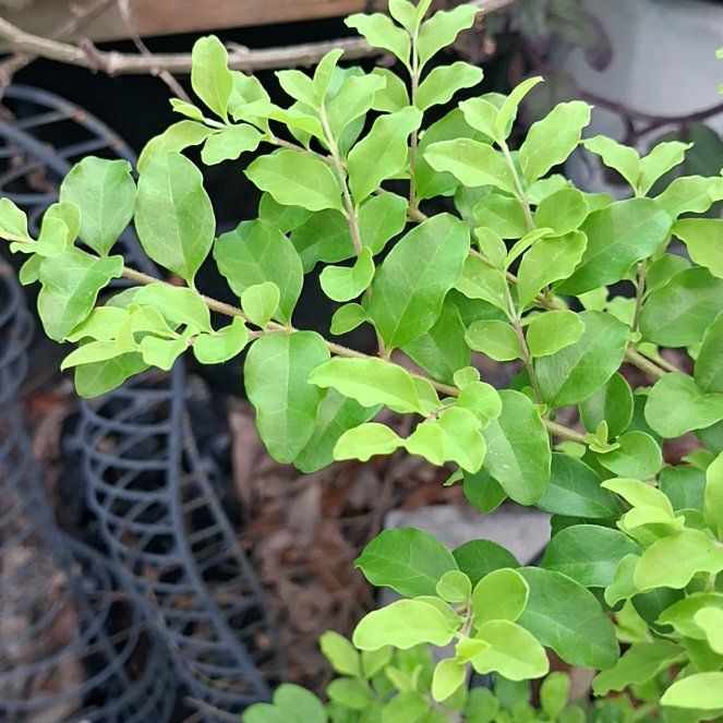 Photo of the plant species Chinese Privet by @RadDropwort25 named Clooney on Greg, the plant care app