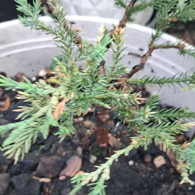 Photo of the plant species Japanese Cedar by @RadDropwort25 named Messi on Greg, the plant care app