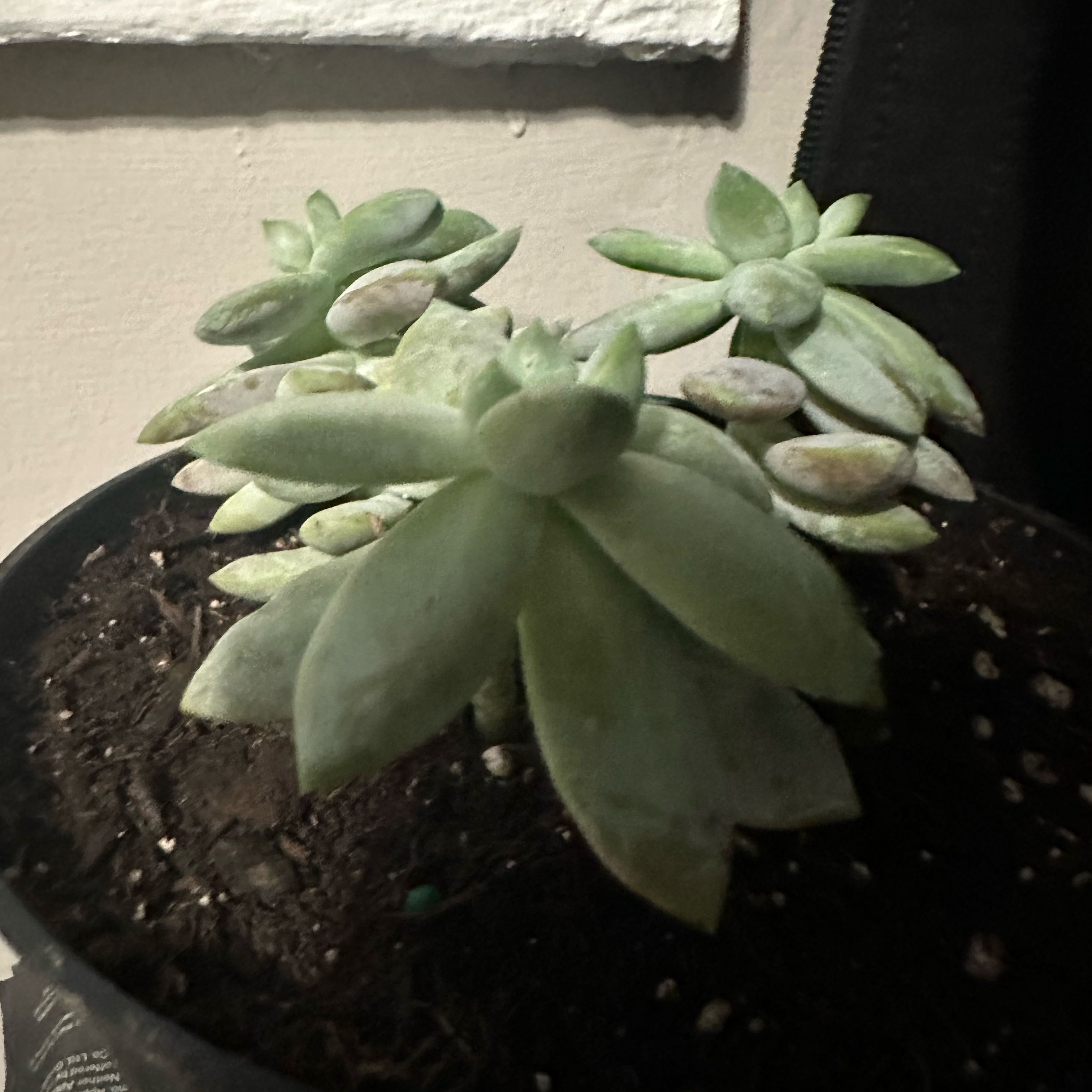 Photo of the plant species Sedeveria 'Lilac Mist' by @ProGreenash44 named Bigleef Smalls on Greg, the plant care app