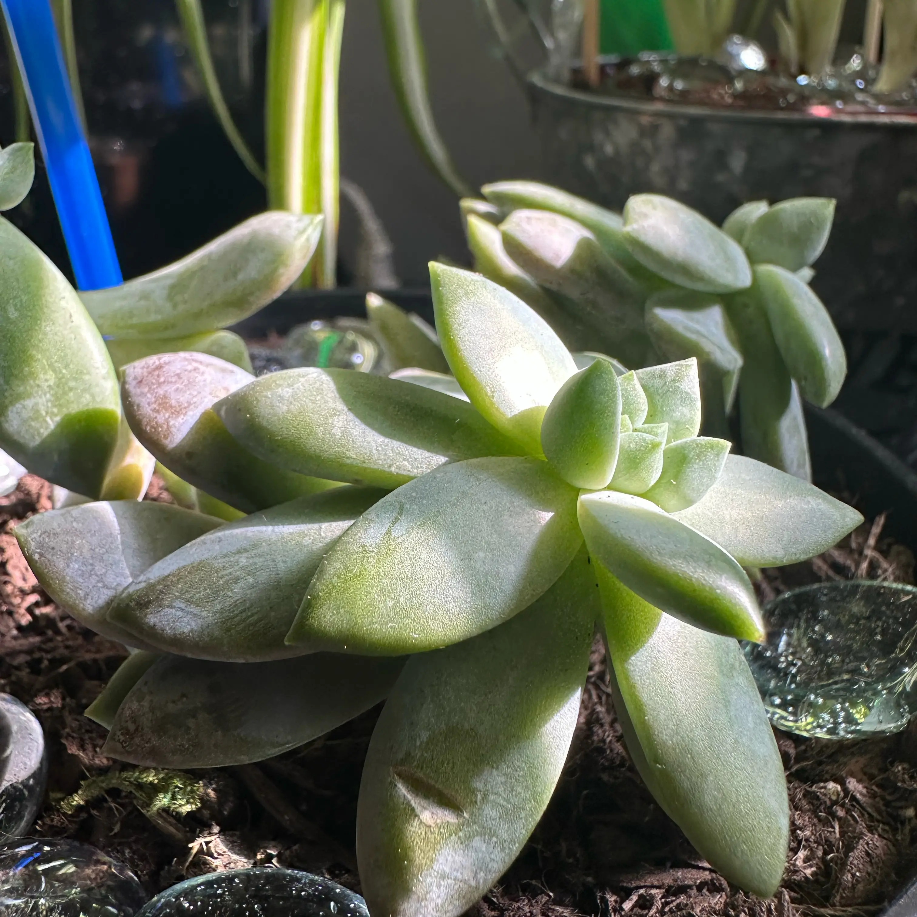 Photo of the plant species Sedeveria 'Lilac Mist' by @ProGreenash44 named Bigleef Smalls on Greg, the plant care app