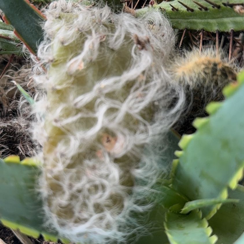 Photo of the plant species Old Man Cactus by @PetMum29 named Pax on Greg, the plant care app