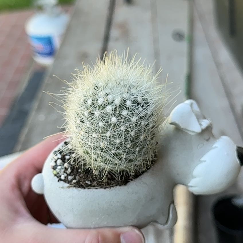 Photo of the plant species Mammillaria senilis by @NobleEmerald49 named Alfred on Greg, the plant care app
