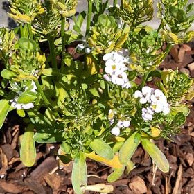Photo of the plant species Evergreen Candytuft by @LucidTawa57 named Leaf Erickson on Greg, the plant care app