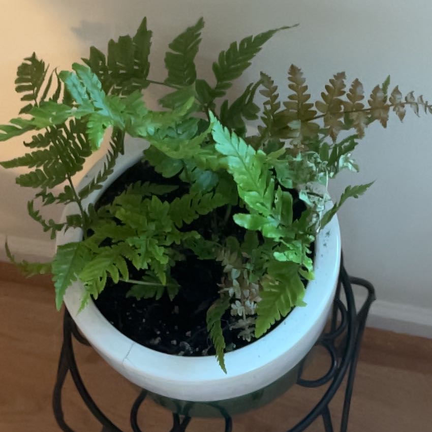 Photo of the plant species Autumn Fern by @AbleChosmo71 named Fernie Mercury on Greg, the plant care app