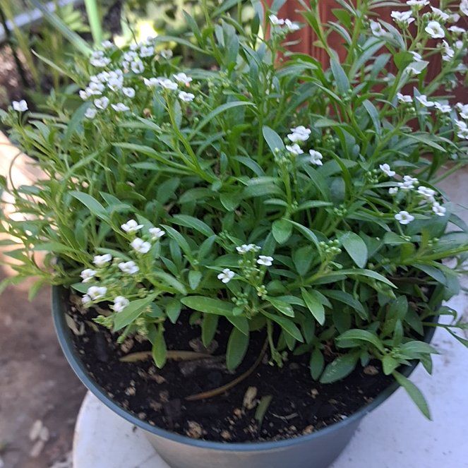 Photo of the plant species Sweet Alyssum by @DapperPhalsa50 named Aristotle on Greg, the plant care app