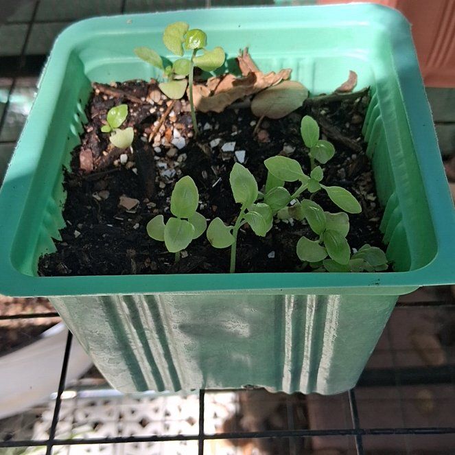 Photo of the plant species Common Chickweed by @DapperPhalsa50 named Beyonce on Greg, the plant care app