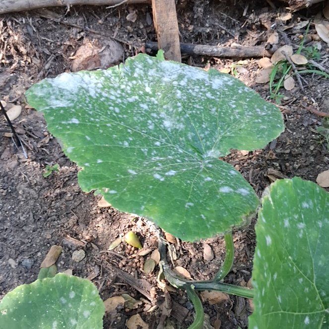 Photo of the plant species Cucurbita Moschata by @DapperPhalsa50 named Rosa on Greg, the plant care app