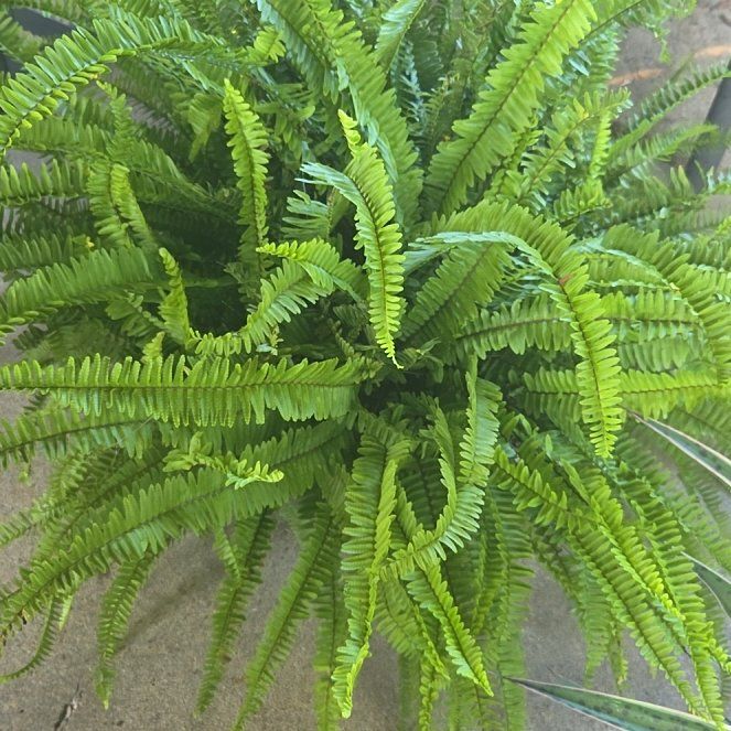 Photo of the plant species Kimberly Queen Fern by @ResolvedDuranta named Curie on Greg, the plant care app