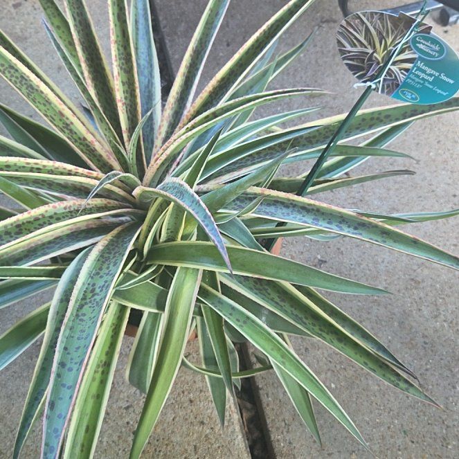 Photo of the plant species Mangave 'Snow Leopard' by @ResolvedDuranta named Naomi on Greg, the plant care app