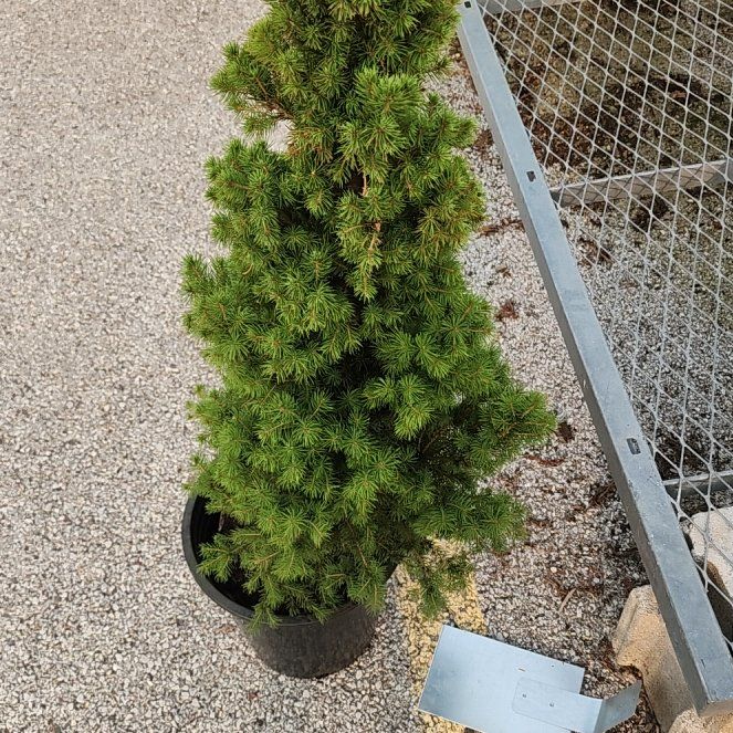 Photo of the plant species English Yew by @CivilCacto14 named Ronaldo on Greg, the plant care app