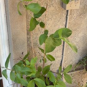 Photo of the plant species Guava Tree by @SageRosemoss26 named Kesha on Greg, the plant care app
