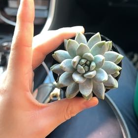 Photo of the plant species Sedeveria 'Lilac Mist' by @HardyPinkpoui83 named Morgan Treeman on Greg, the plant care app