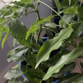 Photo of the plant species Lucky Bean Tree by @PetTreeivy58 named Sahara on Greg, the plant care app
