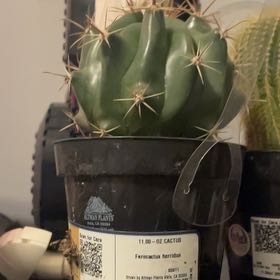 Photo of the plant species Ferocactus histrix by @ZestDamiana64 named Metamorphosis on Greg, the plant care app