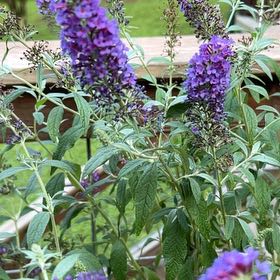 Photo of the plant species Orange Eye by @StackedGray61 named Madonna on Greg, the plant care app