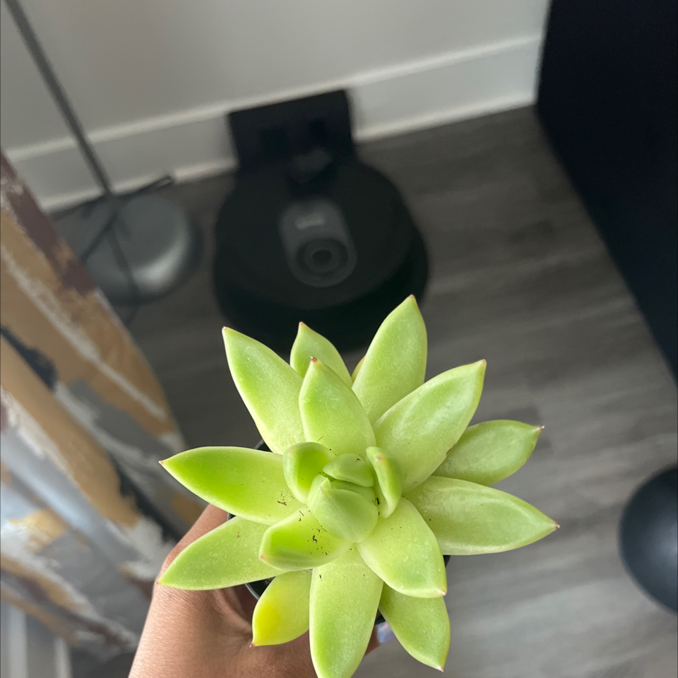 Photo of the plant species Echeveria 'Miranda' by @GuardianLichen1 named Sahara on Greg, the plant care app