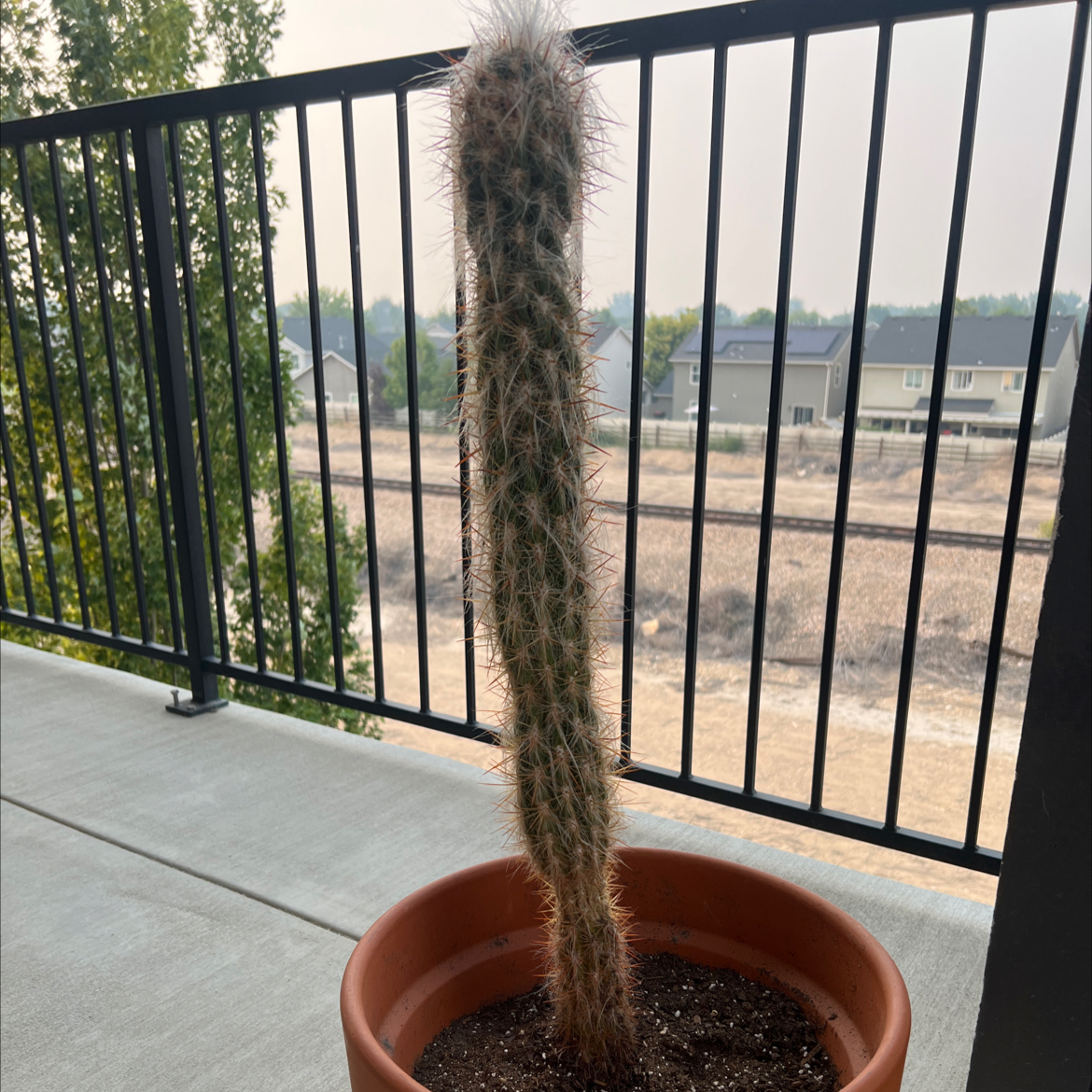 Photo of the plant species Old Man of the Andes by @DevotedFern67 named Ol Norton on Greg, the plant care app