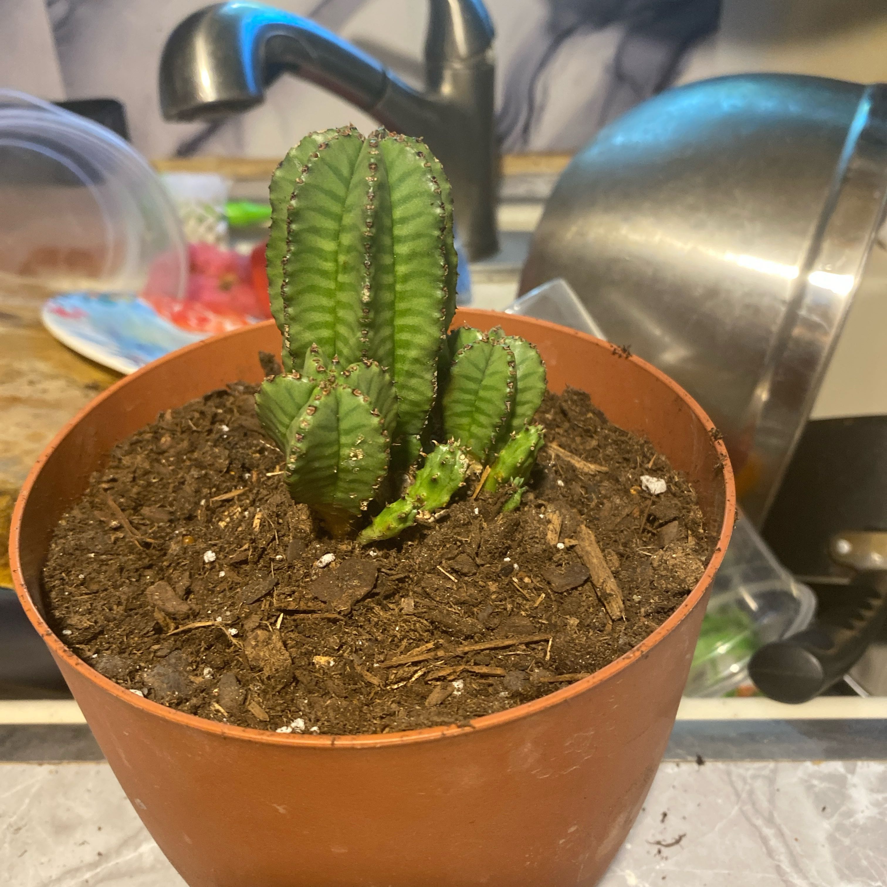 Photo of the plant species Succulent by @AwaitedChinotto named Demi on Greg, the plant care app