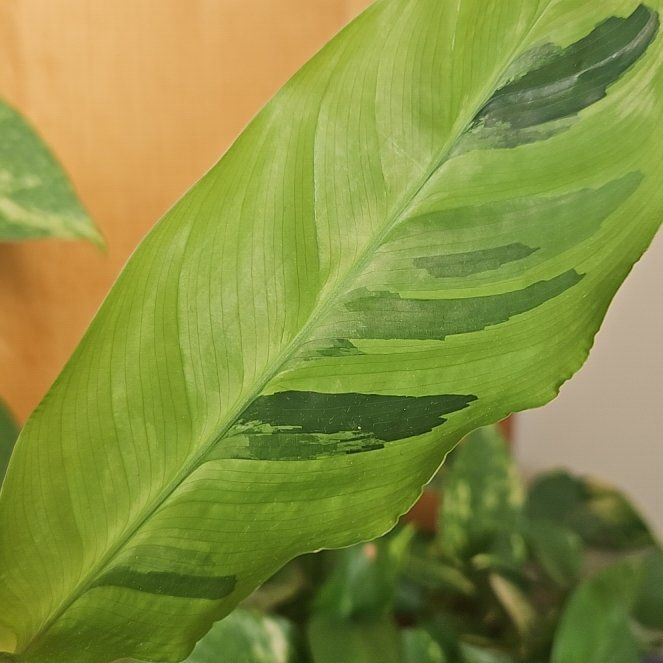 Photo of the plant species Calathea 'Yellow Fusion' by @TryDouglasfir42 named Foxxy on Greg, the plant care app