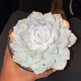 Photo of the plant species Chalk Dudleya by @AdonicGuayule48 named Bigleef Smalls on Greg, the plant care app