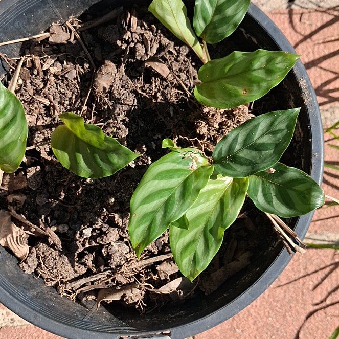 Photo of the plant species Gardenia augusta 'Florida' by @LeadGrapeivy71 named Luna on Greg, the plant care app