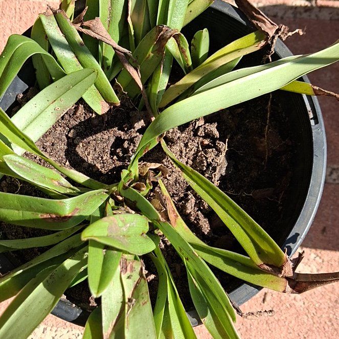 Photo of the plant species African Lily by @LeadGrapeivy71 named Drake on Greg, the plant care app