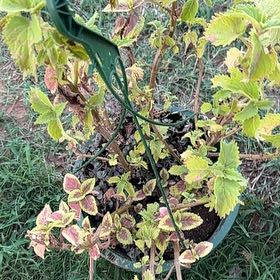 Photo of the plant species Wishbone Flower by @FabAdelinia58 named Mochi on Greg, the plant care app