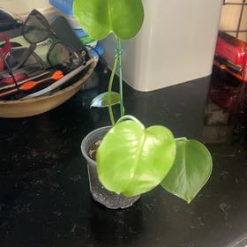 Photo of the plant species Dwarf Monstera Deliciosa by @PiquantClusia named Rosa on Greg, the plant care app