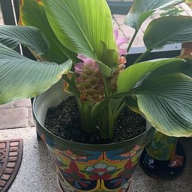 Photo of the plant species Red Ginger by @SassyEllisia53 named Beckham on Greg, the plant care app